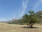 Tree isolated in an arid landscape of the Fergana Valley in Uzbekistan.