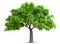 Tree isolated with high detailed leaves, 3D illustration