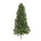 Tree isolated. Picea abies fir-tree