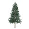 Tree isolated. Picea abies fir-tree