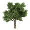 Tree isolated. Quercus