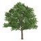 Tree isolated. Quercus robur