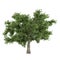 Tree isolated. Quercus top