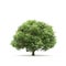 Tree isolated on a white background