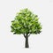 Tree isolated on white background. Use for landscape design, architectural decorative. Park and outdoor object idea. Vector