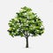 Tree isolated on white background. Use for landscape design, architectural decorative. Park and outdoor object idea. Vector