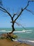Tree and its washed root at Caspian sea coast