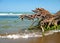 Tree and its washed root at Caspian sea coast