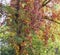 Tree the ivy, a tree of color of fall, fall, autumn paints, red leaves, yellow leaves, autumn twisted a tree,
