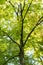 Tree of japanese zelkova serrata in park with sun light