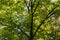 Tree of japanese zelkova serrata in park with sun light