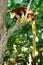 Tree kangaroo sitting on a tree branch, Papua New Guinea