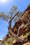 Tree in Kings Canyon, Northern Territory, Watarrka National Park, Australia