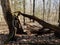 Tree knocked over from strong winds in forest