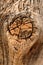 Tree knot (burl)