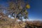 Tree laden with mistletoe (Viscum album)