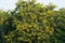 Tree laden with Yellow Flowers