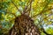 Tree laid from bottom to top with yellow and green leaves