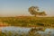 Tree lake dawn grass reflection