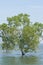 Tree in the lake, Flood