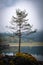 Tree on lake Laghi Fusine with reflections on foggy morning