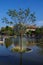 The tree in the lake in Millenary Park