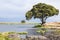 Tree on Lake in Ngorongoro Crater