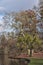 A tree at the lake, Nymphenburg castle park, Munich, Germany