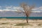 A tree on the lakeshore. Issyk-Kul lake. Ottuk. Kyrgyzstan