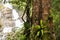 Tree and Lampi waterfall in KhaoLak - Lumru national park