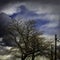 Tree and Lampposts under cloudy sky