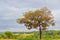 A tree in the landscape in the Cerrado of Goias.