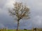 Tree in a landscape with cloudy sky in Luxembourg