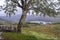 Tree and landscape at Ladies View