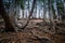 Tree landscape with roots coming out of the ground.