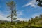 Tree in landscape of trea plantation close to little Adam`s Peak in Sri Lanka