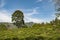 Tree in landscape of trea plantation close to little Adam`s Peak in Sri Lanka