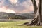 Tree landscape with trunk and roots spreading out beautiful on grass green with mountains and river nature background with clouds