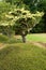 Tree in landscaped garden