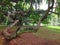 Tree with large branches in Royal Botanical Garden