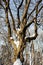 A tree with large branches in a segue in sunny weather