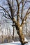 A tree with large branches in a segue in sunny weather