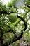 A tree with large fruits.