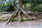 Tree with large, mossy roots, in the rain forest of Olympic National Park in Washington State USA