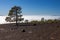 Tree in a lava landscape