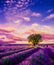 Tree in lavender field at sunset in Provence