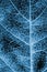 Tree leaf close up. Dark blue plant background or wallpaper. A mosaic pattern similar to an x-ray image. Impressive and dramatic