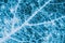 Tree leaf close-up. Horizontal dark blue plant background or wallpaper. A mosaic pattern similar to an x-ray image. Monochrome
