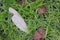 Tree leaf on a green grass