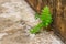 Tree leaf growing on cement crack concrete